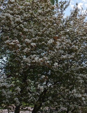 SIROTUOMIPIHLAJA - Muut lehtipuut - 2060001500006 - 1