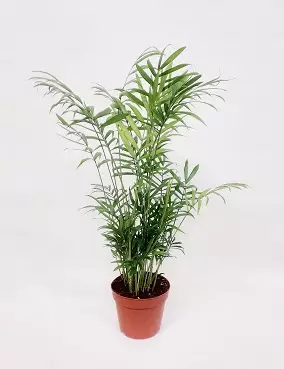 SIROVUORIPALMU - Palmut - 2004108700006 - 1