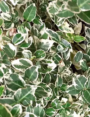 SUIKEROSORVARINPENSAS EMERALD GAIETY - Muut pensaat - 2023228500006 - 1