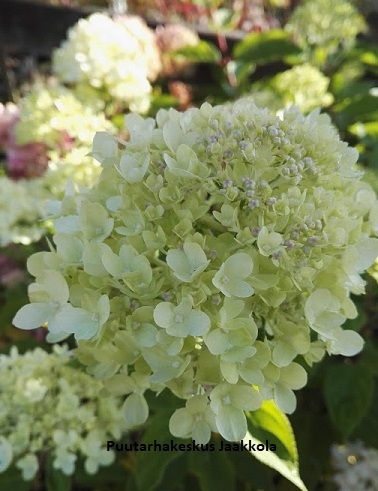 SYYSHORTENSIA LITTLE LIME - Hortensiat - 2021139600006 - 1