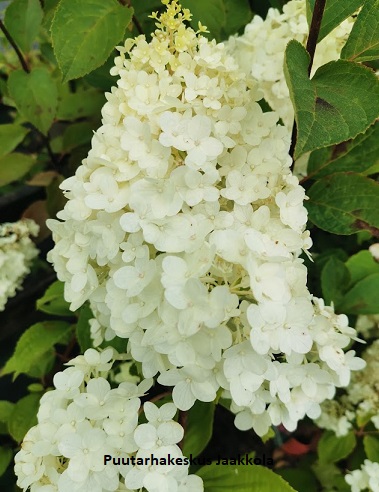 SYYSHORTENSIA MAGICAL MOONLIGHT - Hortensiat - 2042204200006 - 1