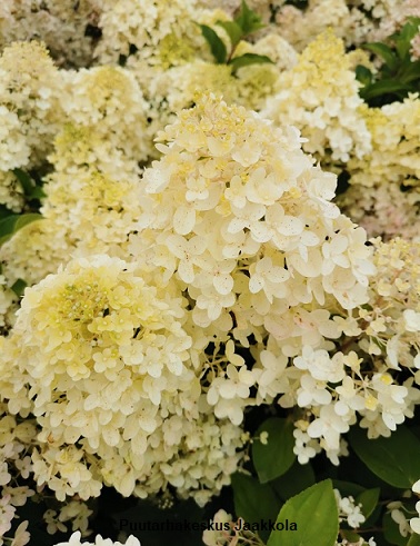 SYYSHORTENSIA SILVER DOLLAR - Hortensiat - 2002032500006 - 1