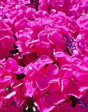 SYYSLEIMU BAMBINI DESIRE - Leimut - 2013118000006 - 1