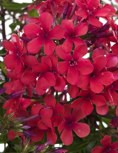 SYYSLEIMU EARLY RED - Leimut - 2003994100006 - 1