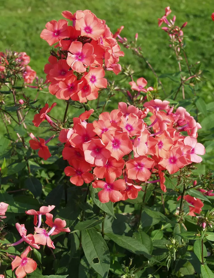 SYYSLEIMU SPITFIRE - Leimut - 2010198500006 - 1