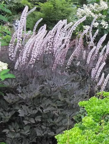 TÄHKÄKIMIKKI PINK SPIKE - Muut perennat - 2071024400006 - 1