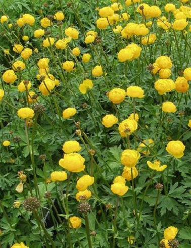 TARHAKULLERO LEMON QUEEN - Muut perennat - 2040666600006 - 1