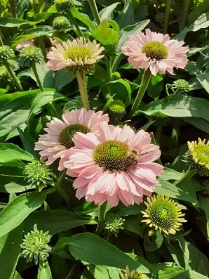 TARHAPUNAHATTU SUNSEEKERS BLUSH C3 - Muut perennat - 2016850000006 - 1