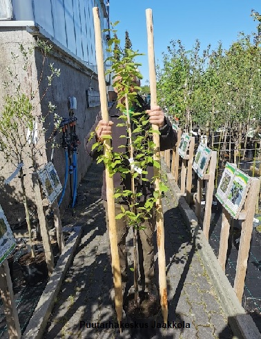 TUKISEIVÄS 180 cm - Tuenta- ja sidontatarvikkeet - 2002182300006 - 1