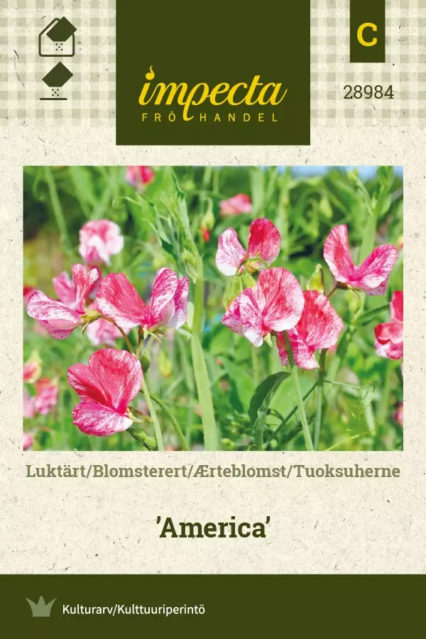 TUOKSUHERNE AMERICA - Muut kesäkukkien siemenet - 7332756289846 - 1