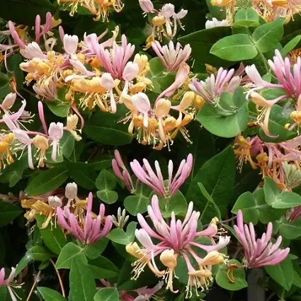 TUOKSUKÖYNNÖSKUUSAMA INGA - Muut köynnökset - 2085700400006 - 1