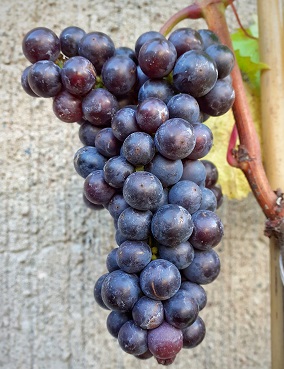 VIINIKÖYNNÖS LEON MILLOT - Viiniköynnökset - 2004592200006 - 1