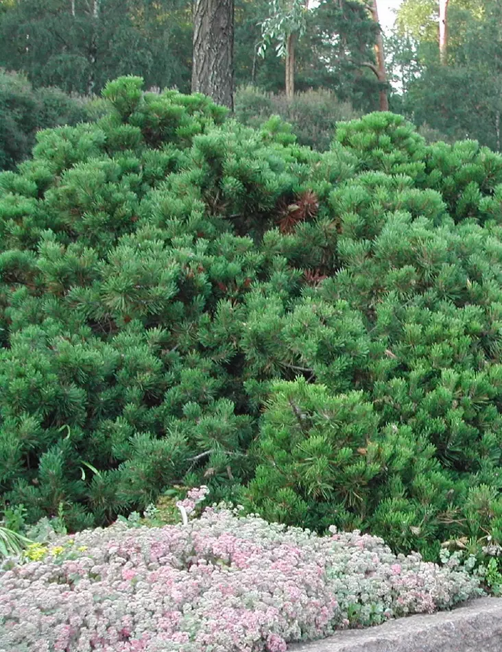 VUORIMÄNTY - Männyt - 10304106 - 1