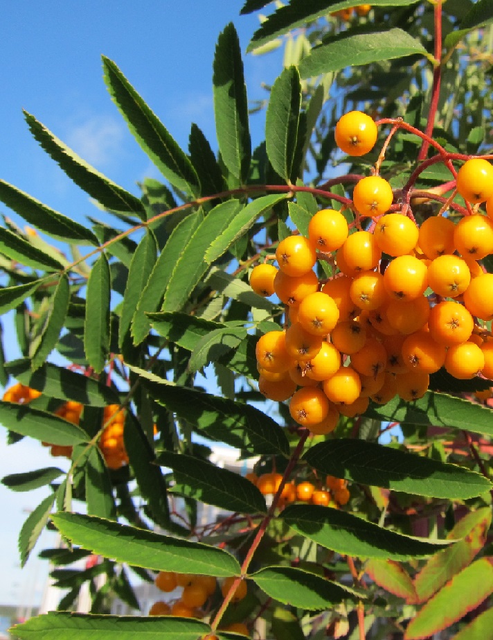 KELTAMARJAPIHLAJA Sorbus Aucuparia Xanthocarpa Puutarhakeskus KELTAMARJAPIHLAJA Sorbus Aucuparia Xanthocarpa Puutarhakeskus
