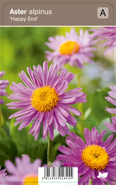 ALPPIASTERI HAPPY END - Muut perennat - 2040067400007 - 1