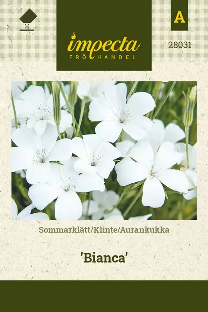 AURANKUKKA BIANCA - Muut kesäkukkien siemenet - 7332756280317 - 1