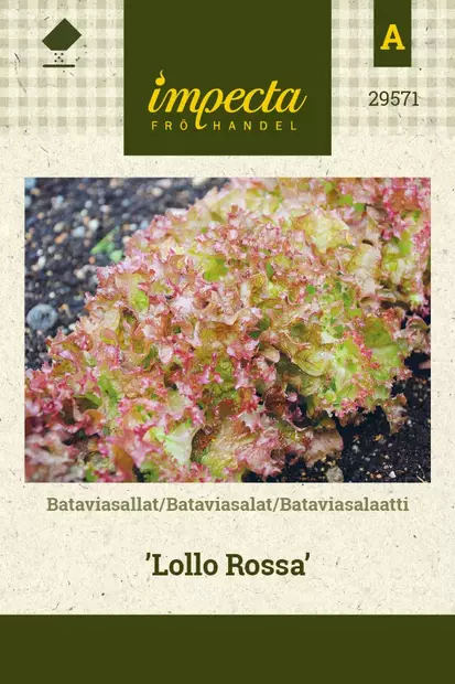 BATAVIASALAATTI LOLLO ROSSA - Salaatin siemenet - 7332756295717 - 1