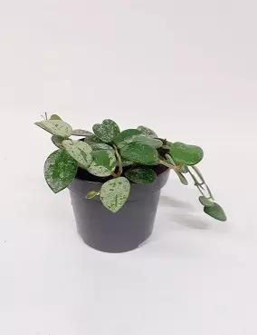 POSLIINIKUKKA MATHILDE SPLASH - Posliinikukat - 2044123500007 - 1