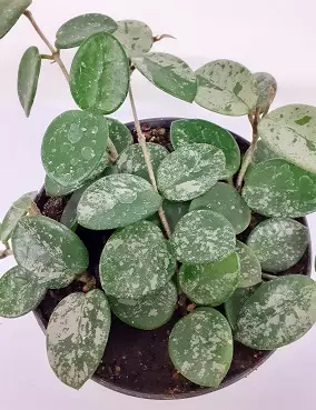 POSLIINIKUKKA MATHILDE SPLASH - Posliinikukat - 2044123500007 - 2