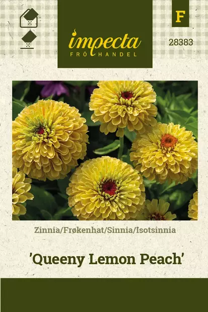ISOTSINNIA QUEENY LEMON PEACH - Tsinnian siemenet - 7332756283837 - 1