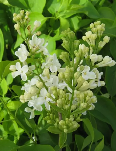 JALOSYREENI PRIMROSE - Syreenit - 2005267300007 - 1