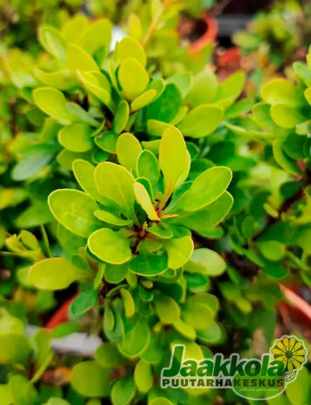 JAPANINHAPPOMARJA KOBOLD - Happomarjat - 2001736200007 - 2