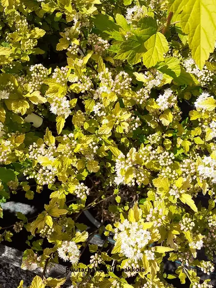 KELTAHEISIANGERVO TINY WINE GOLD - Heisiangervot - 2093614000007 - 1