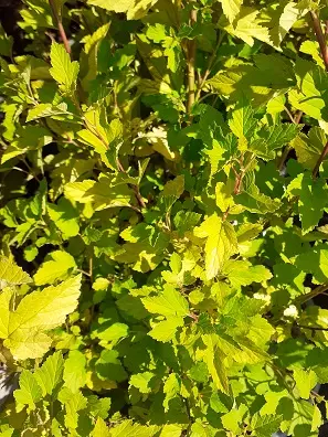 KELTAHEISIANGERVO TINY WINE GOLD - Heisiangervot - 2093614000007 - 2
