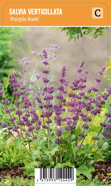 KIEHKURASALVIA PURPLE RAIN - Muut perennat - 2095164800007 - 1