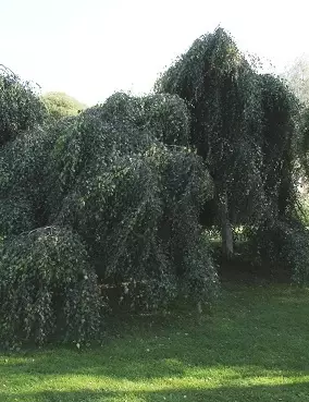 KYYNELKOIVU - Koivut - 2094312400007 - 1