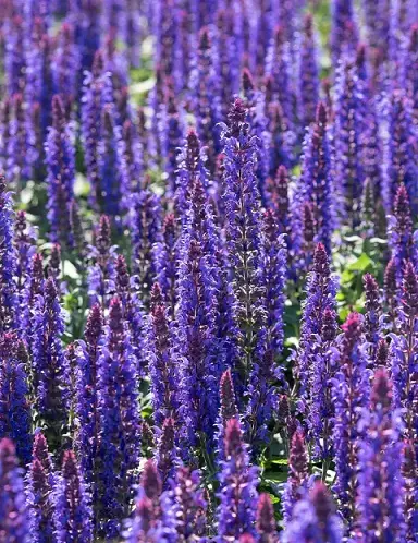 LOISTOSALVIA SENSATION DEEP BLUE - Muut perennat - 2093758100007 - 1