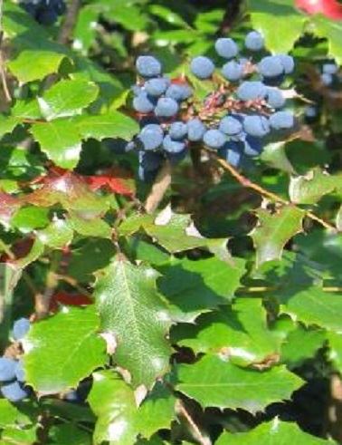 MAHONIA - Muut pensaat - 2040001200007 - 2