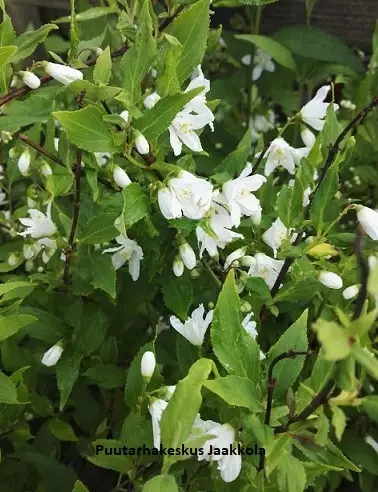 NIETOSPENSAS YUKI SNOWFLAKE - Muut pensaat - 2069160300007 - 1