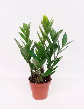 PALMUVEHKA 12 CM RUUKKU - Muut viherkasvit - 8713626120077 - 1