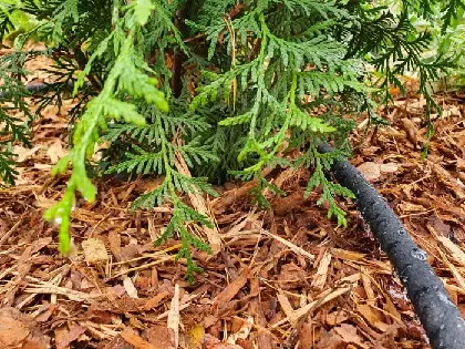 PENSASAITOJEN JA KUKKAPENKKIEN TIHKUKASTELULETKU 15 M - Kastelutarvikkeet - 6430068431487 - 1