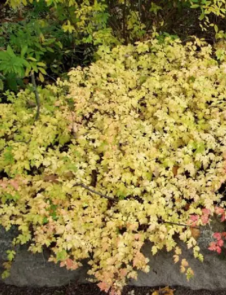 SEPPELVARPU - Muut pensaat - 2001702300007 - 2