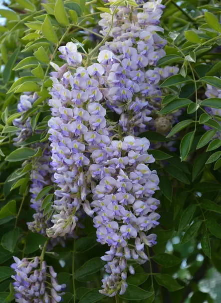 SINISADE BLUE MOON - Muut köynnökset - 2004249200007 - 1