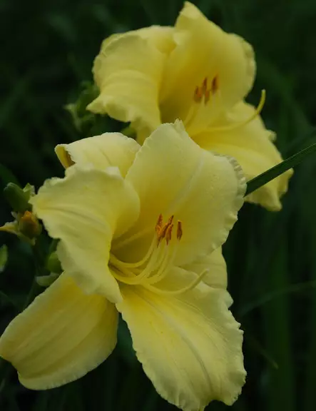 TARHAPÄIVÄNLILJA FRAGRANT REFLECTION - Päivänliljat - 2040063200007 - 1