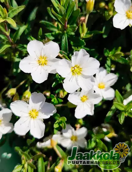 VUORIARHO RONDA - Muut perennat - 2030945400007 - 2