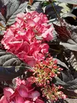 JALOHORTENSIA ECLIPSE - Hortensiat - 2036533100007 - 1