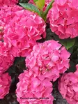 JALOHORTENSIA RASBERRY LEMONADE - Hortensiat - 2078920500007 - 1