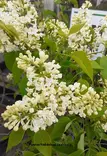 JALOSYREENI PRIMROSE - Syreenit - 2005267300007 - 1