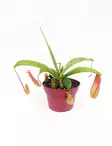 KANNUKASVI 12 CM RUUKKU - Lihansyöjäkasvit - 2045995700007 - 2