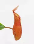 KANNUKASVI 12 CM RUUKKU - Lihansyöjäkasvit - 2045995700007 - 1