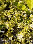 KELTAHEISIANGERVO TINY WINE GOLD - Heisiangervot - 2093614000007 - 1
