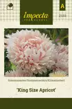 KIINANASTERI KING SIZE APRICOT - Asterin siemenet - 7332756213117 - 1