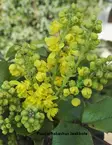 MAHONIA - Muut pensaat - 2040001200007 - 1
