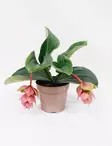 MEDINILLA 14 CM RUUKKU - Kukkivat viherkasvit - 790031323807 - 1