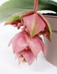 MEDINILLA 14 CM RUUKKU - Kukkivat viherkasvit - 790031323807 - 2