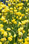 METSÄTULPPAANI 15 KPL/PSS - Tulppaanin sipulit - 8711148236467 - 1